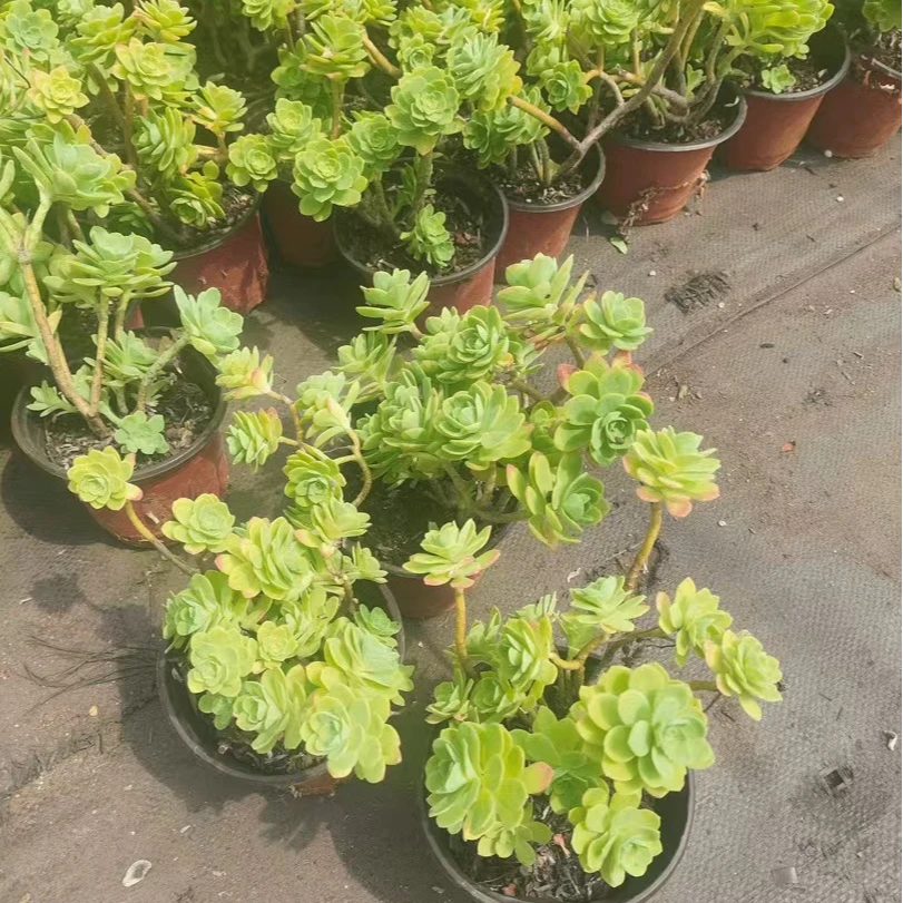 薄化装  多肉植物（全店9.9包邮