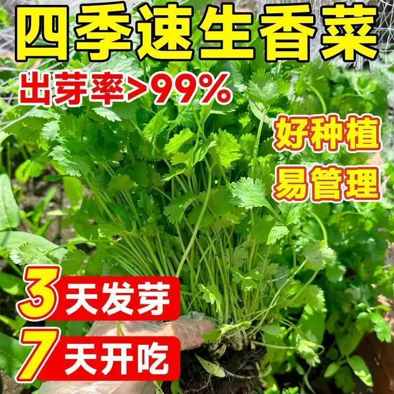 耐热四季速生香菜种子三天出芽种籽农家阳台盆栽