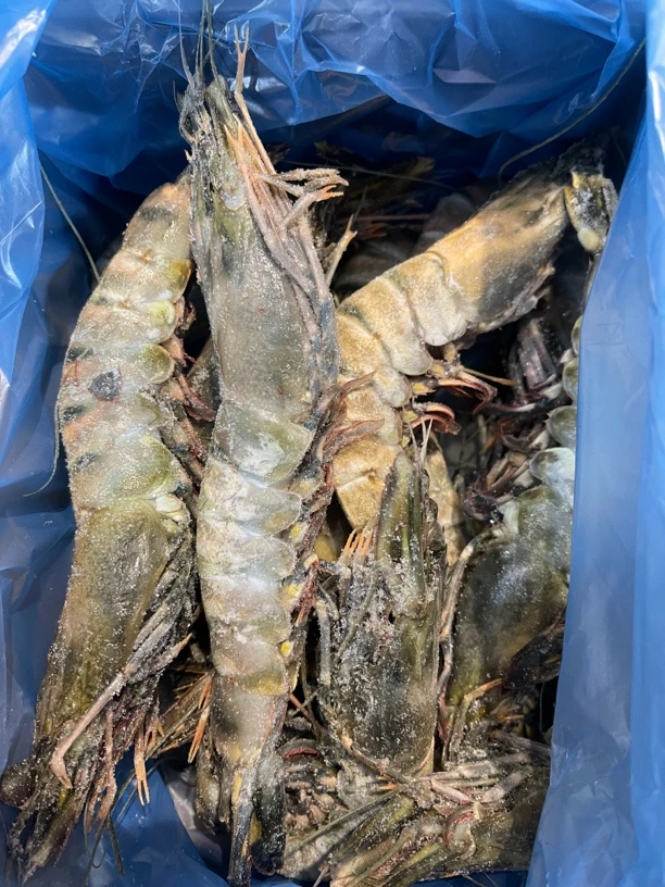 （福利款）大号黑虎虾一斤6/7个头
