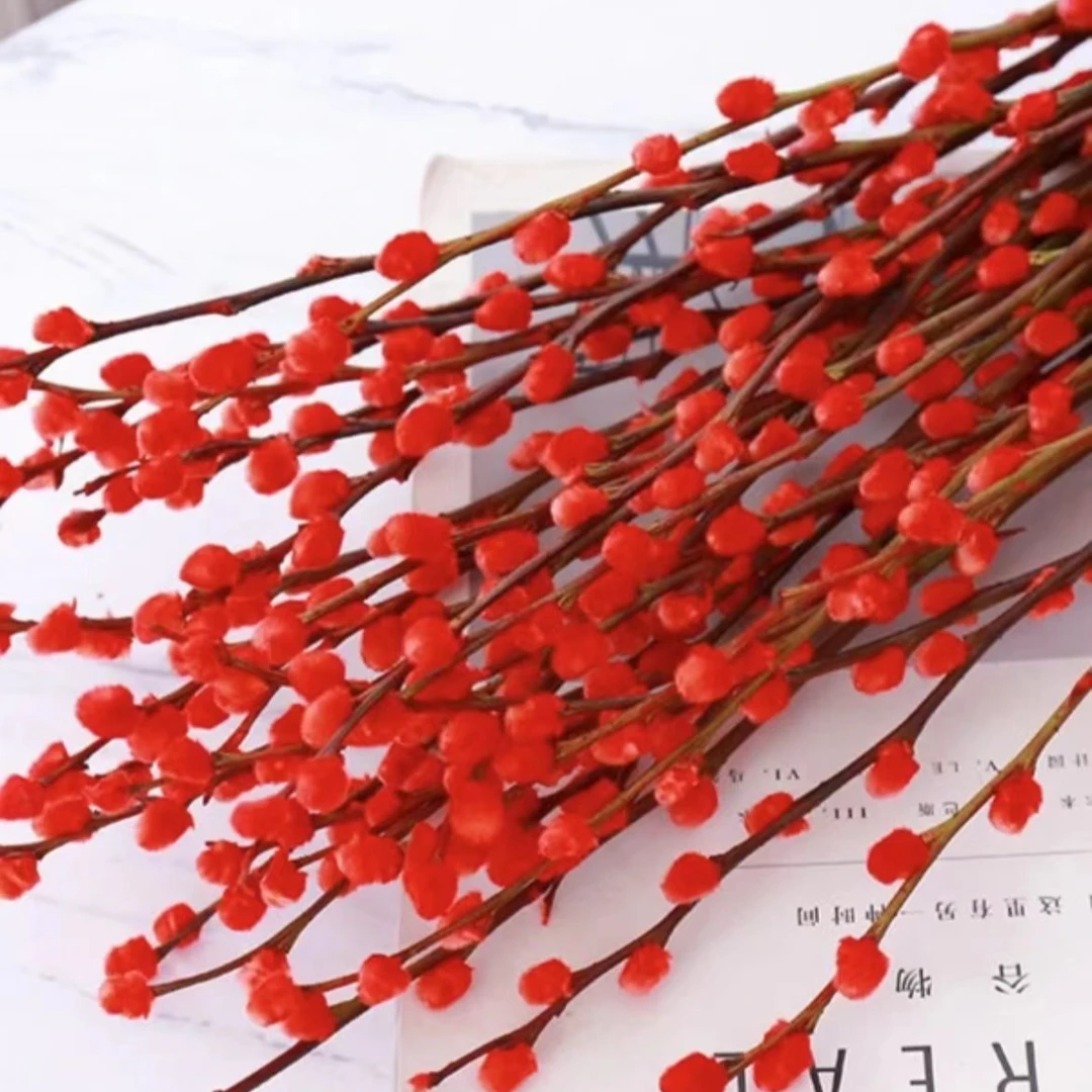 60cm 粉丝专属 银柳年宵花卉真花鲜枝干花基地直发【裸枝不带花盆】