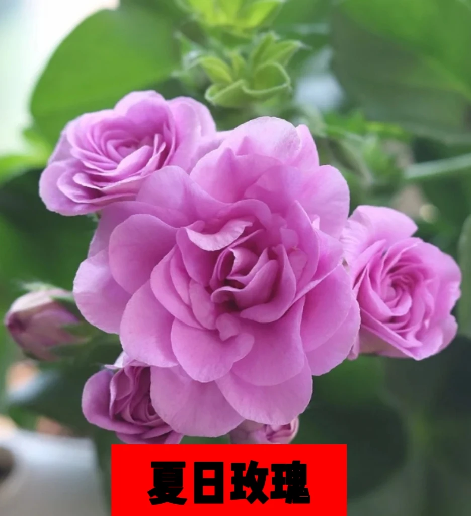 《夏日玫瑰》垂吊天竺葵四季开花品种终身包对版