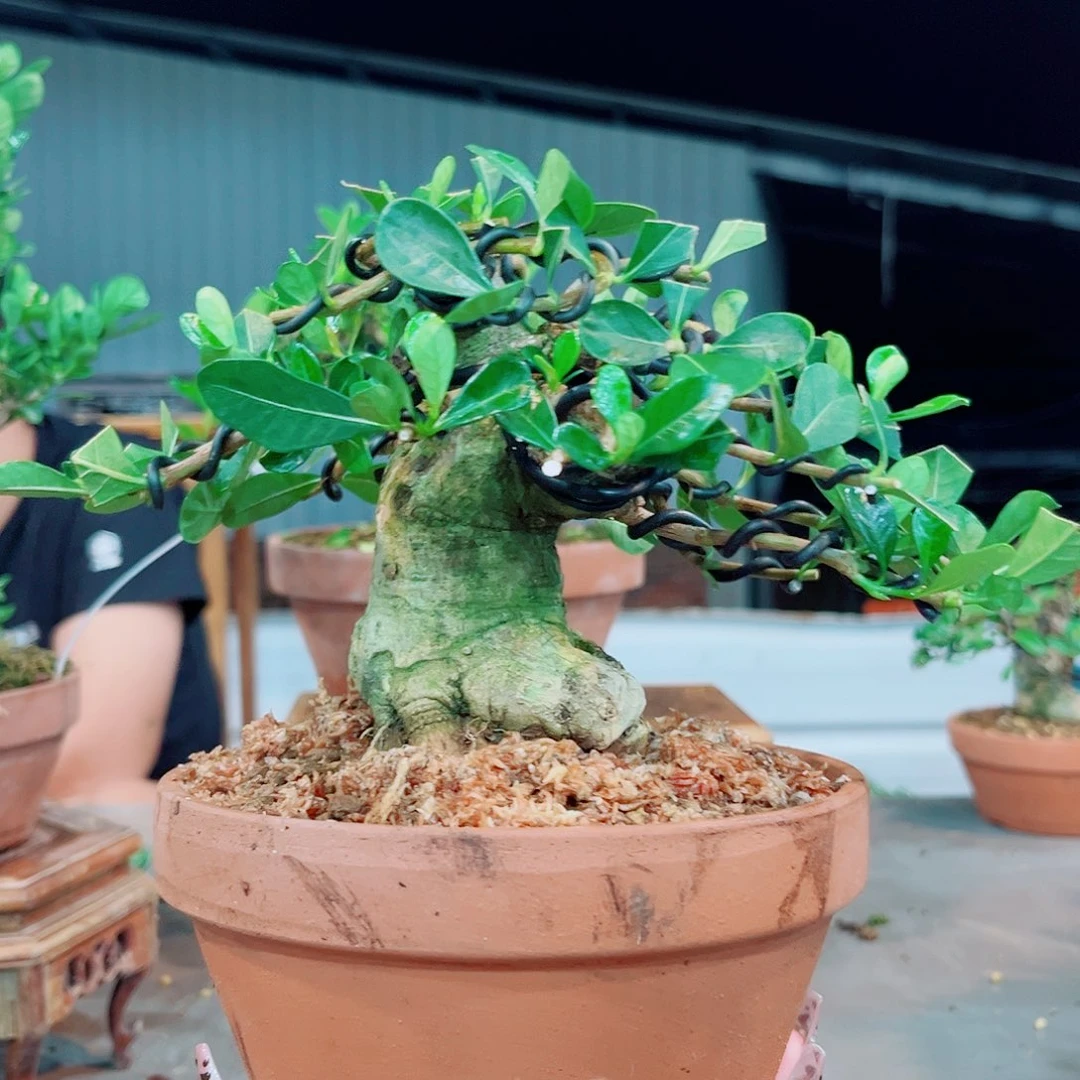 红陶20CM（含）-50CM（不含）别***o