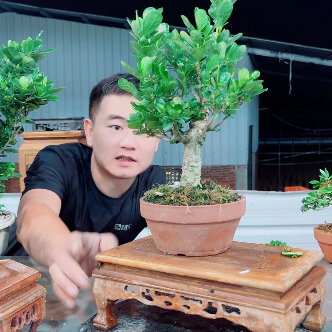 红陶20CM（含）-50CM（不含）扶*