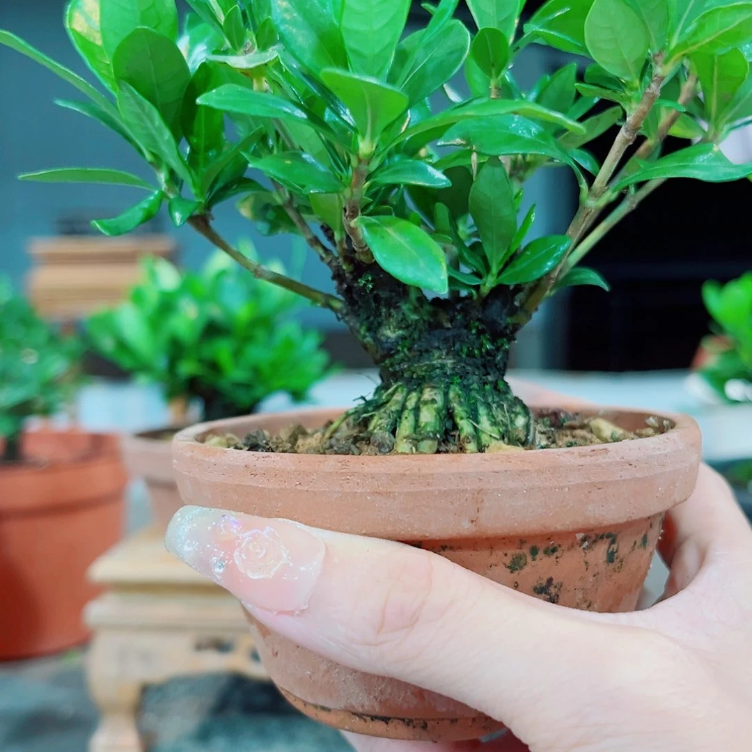 红陶20CM（含）-50CM（不含）影