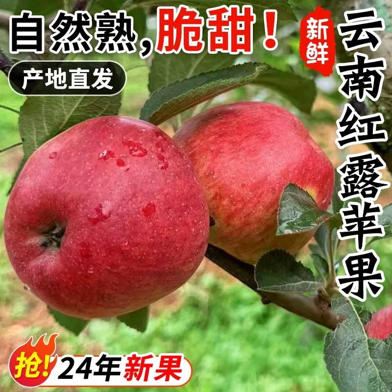 云南早熟红露苹果高原冰糖心昭通24年新鲜现摘脆甜整箱净重4/8斤