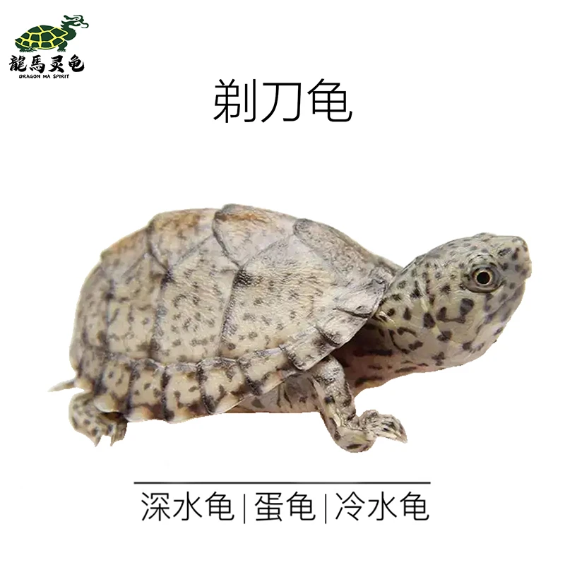 龍馬灵龟养殖基地 剃刀龟