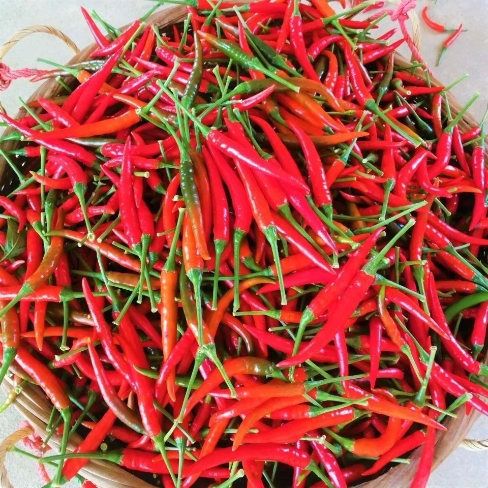 【超级补贴】新鲜小米椒特辣小米辣朝天椒红辣椒指天椒泡椒红辣椒