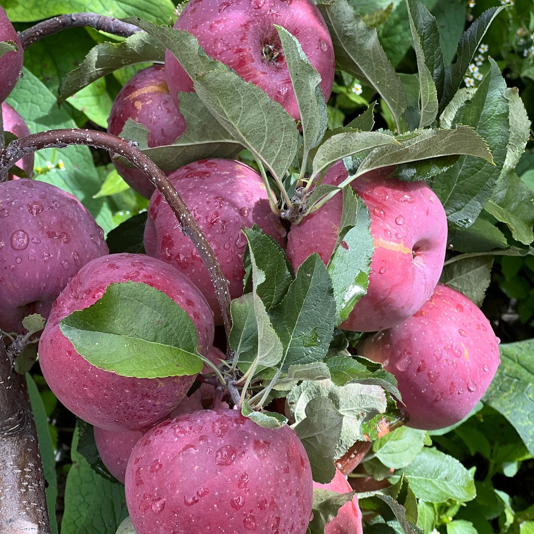 阿坝州小金红富士 脆甜可口 现摘现发 精选苹果