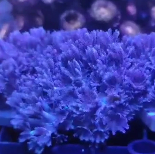 闪千手珊瑚lPS软体珊瑚海水