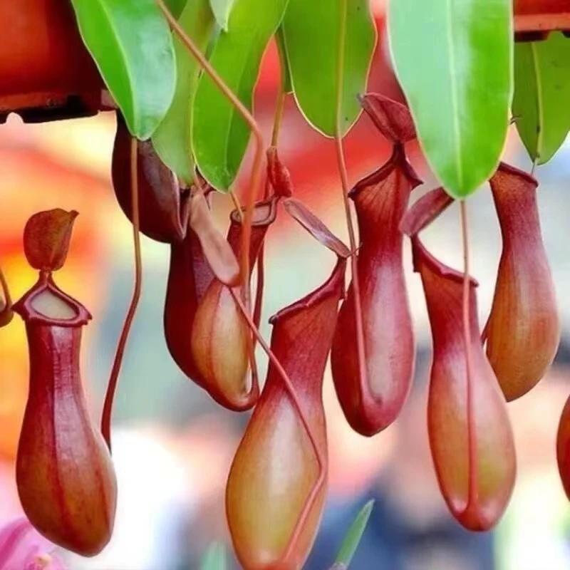 驱蚊盆栽地栽捕蝇草驱蚊草巨夹捕蝇草绿植猪笼草艾叶草盆栽
