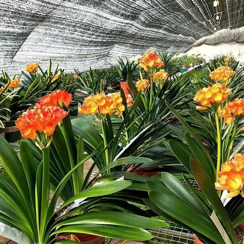 萌肉居君子兰盆栽花卉植物室内绿植桌面盆景/君子兰小苗原盆土