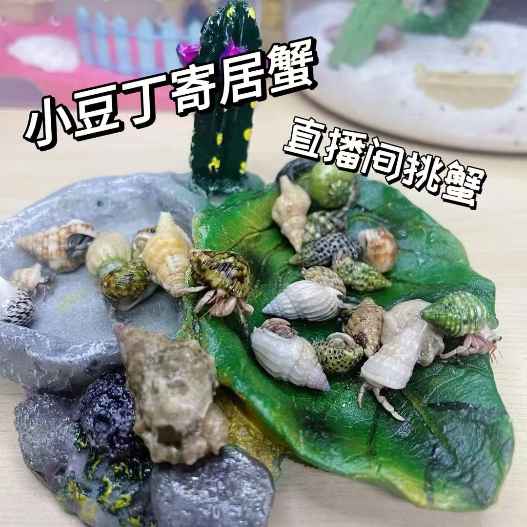 小豆丁寄居蟹-收货地区夜间温度低于15度需自拍加热包