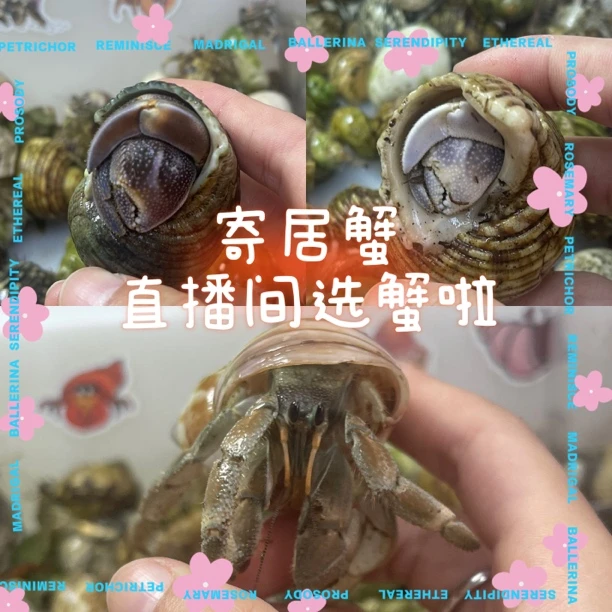 寄居蟹小宠物—海派