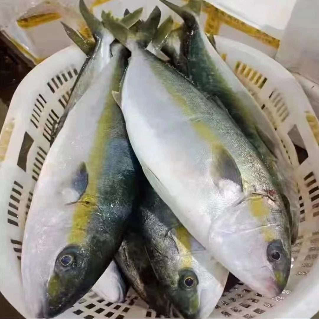 黄金鲅鱼5斤(单条7两左右)