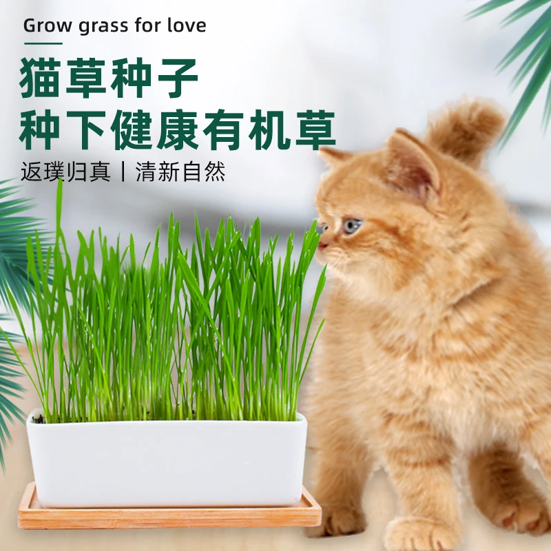 猫草种子麦草水培种植清洁猫咪品质化毛健康毛球优质猫麦草籽营养