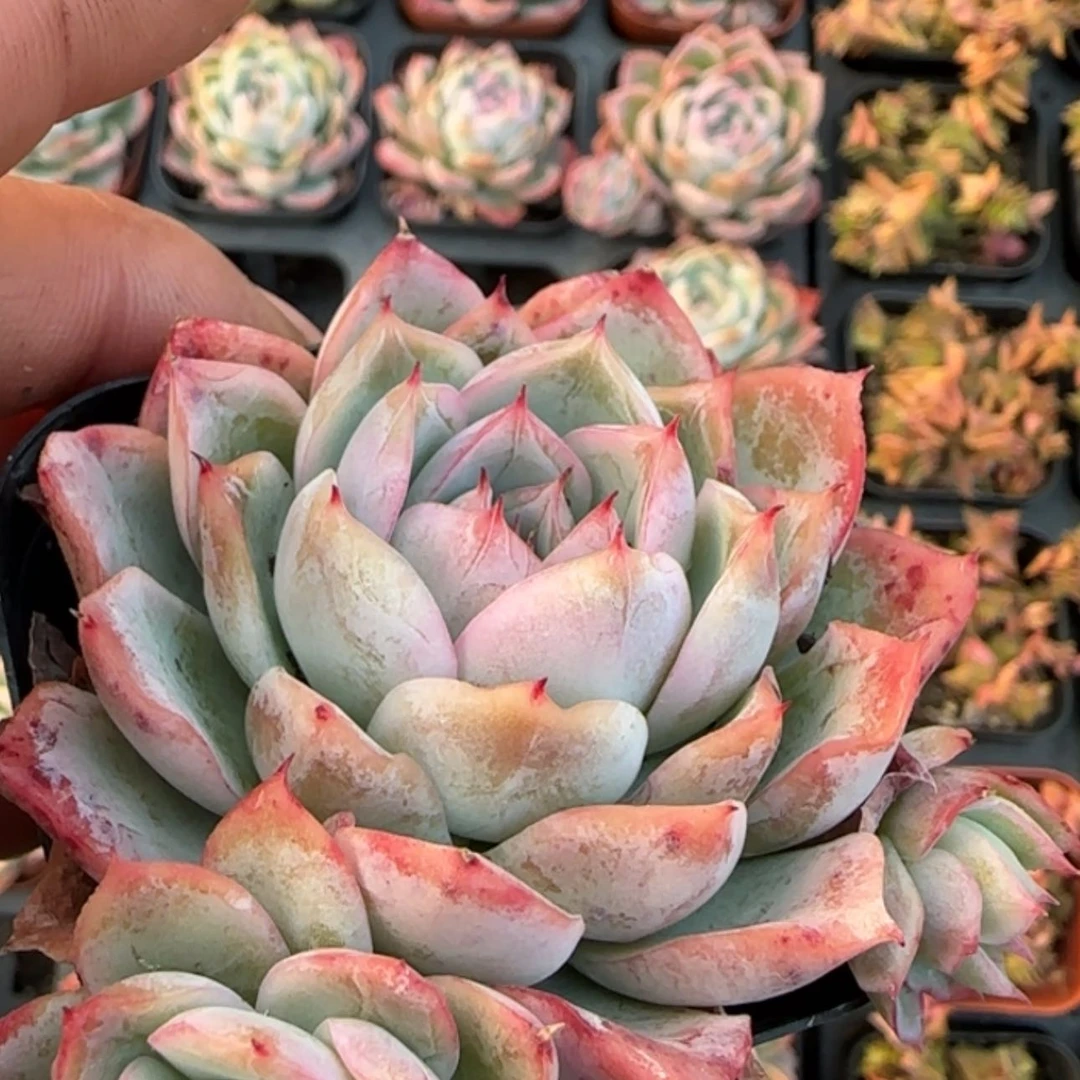 【闪购商品】落樱多肉