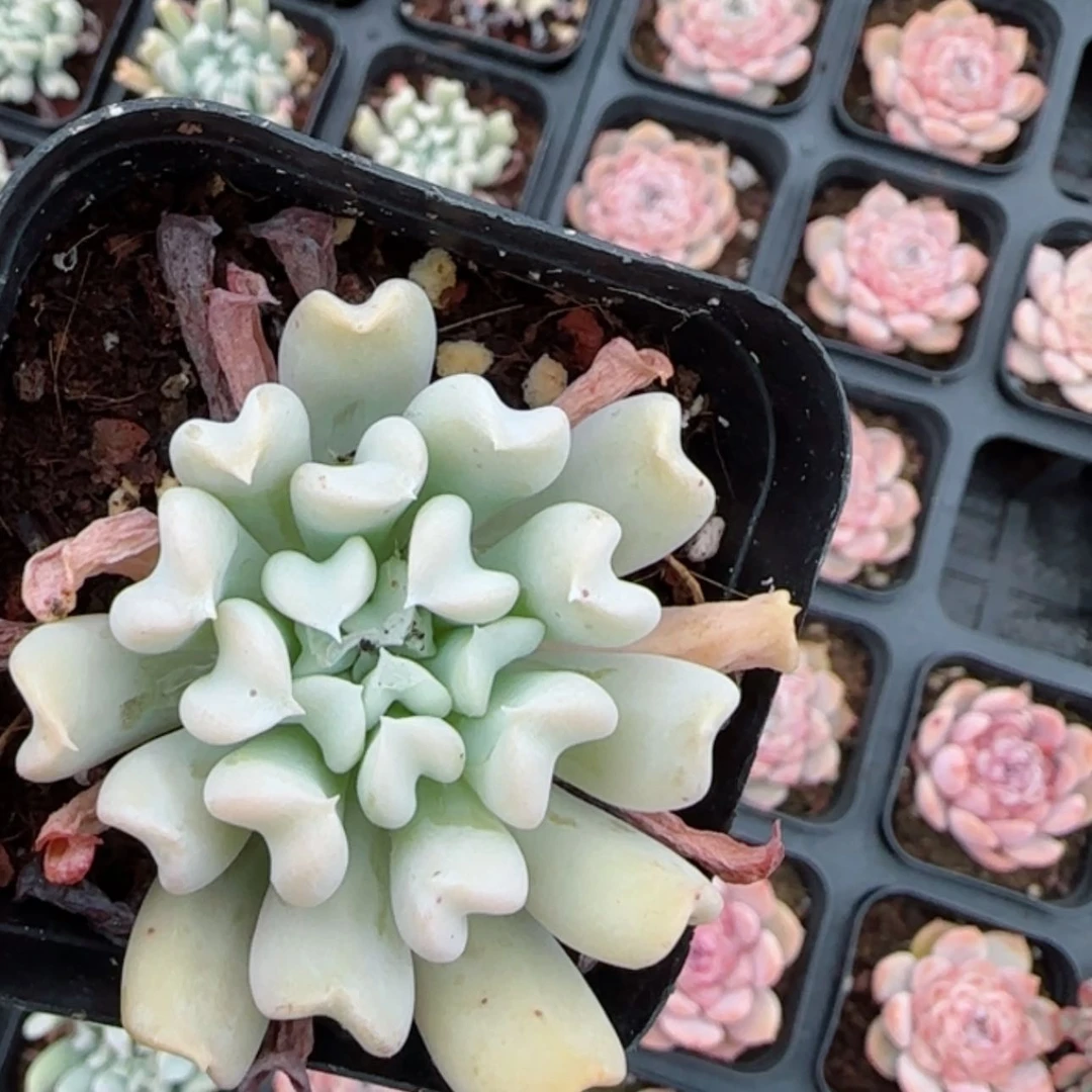 【闪购商品】特玉莲