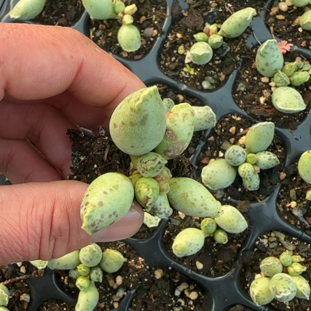 【闪购商品】海豹多肉