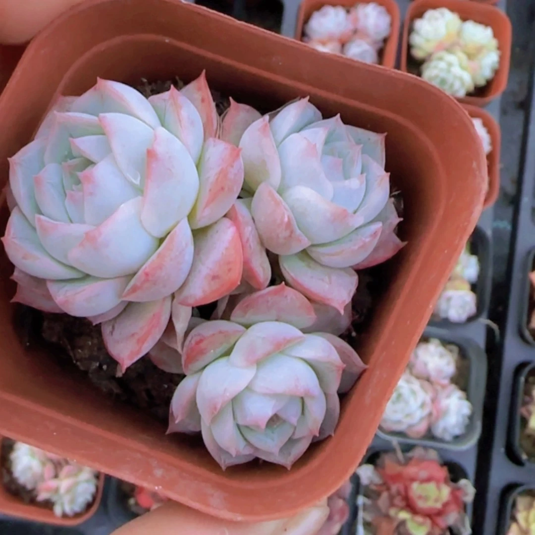 【闪购商品】静月群