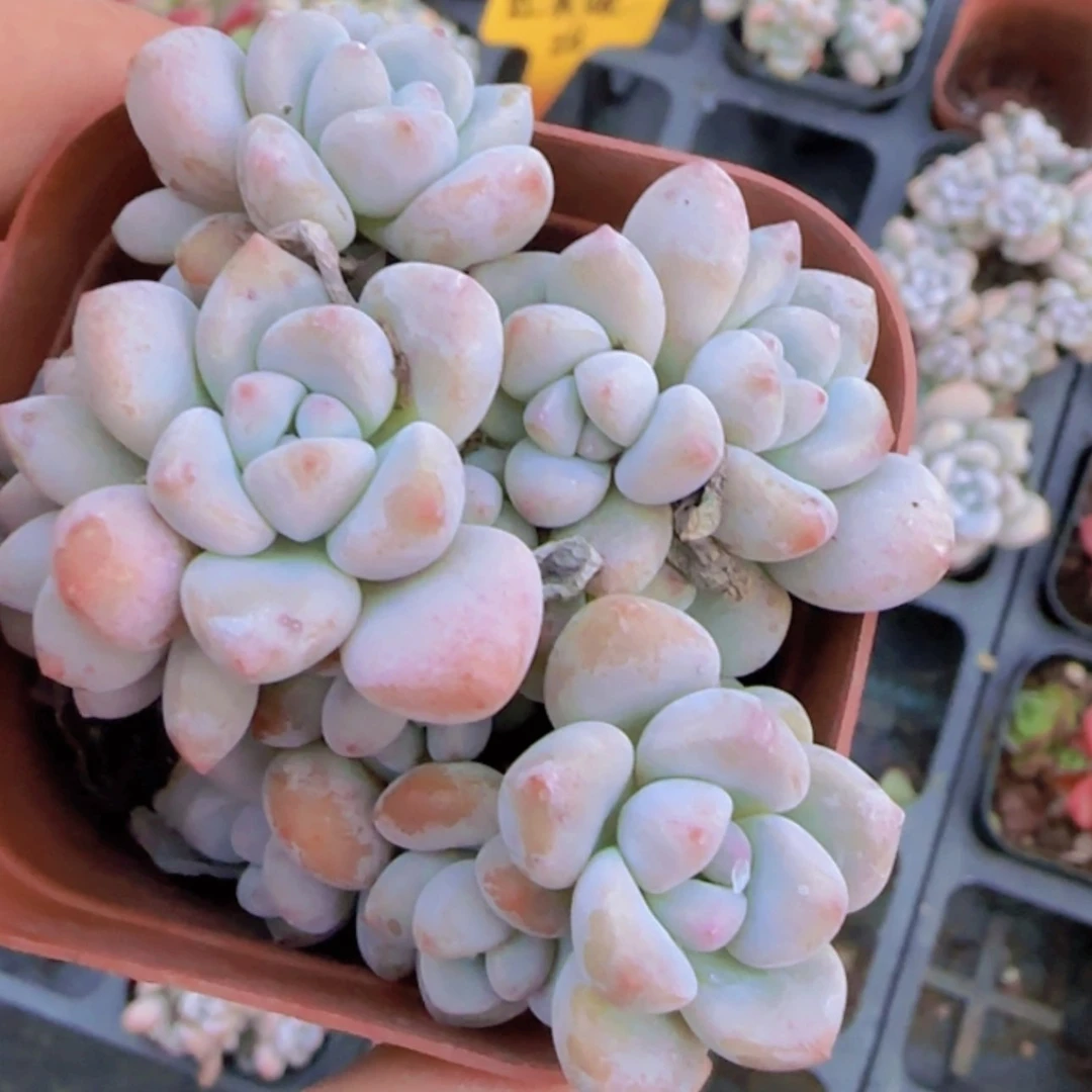 【闪购商品】达芙妮