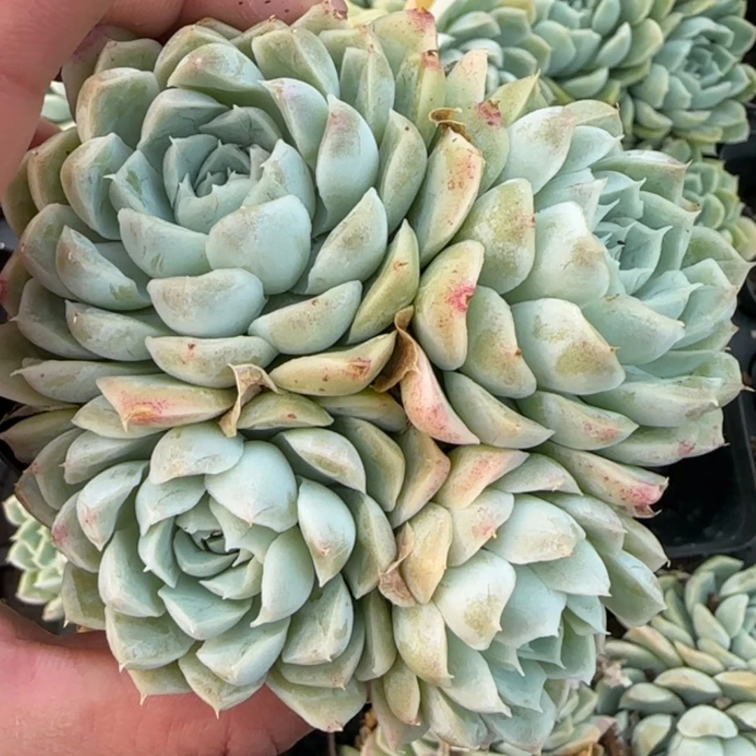 【闪购商品】白月影