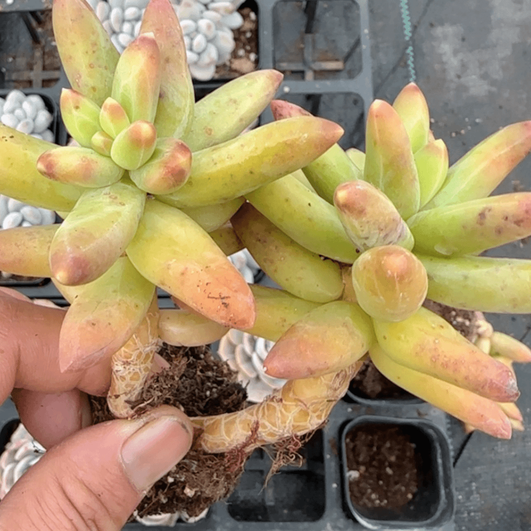 【闪购商品】千代田老桩