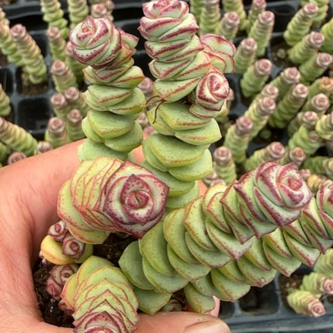 【闪购商品】钱串三颗