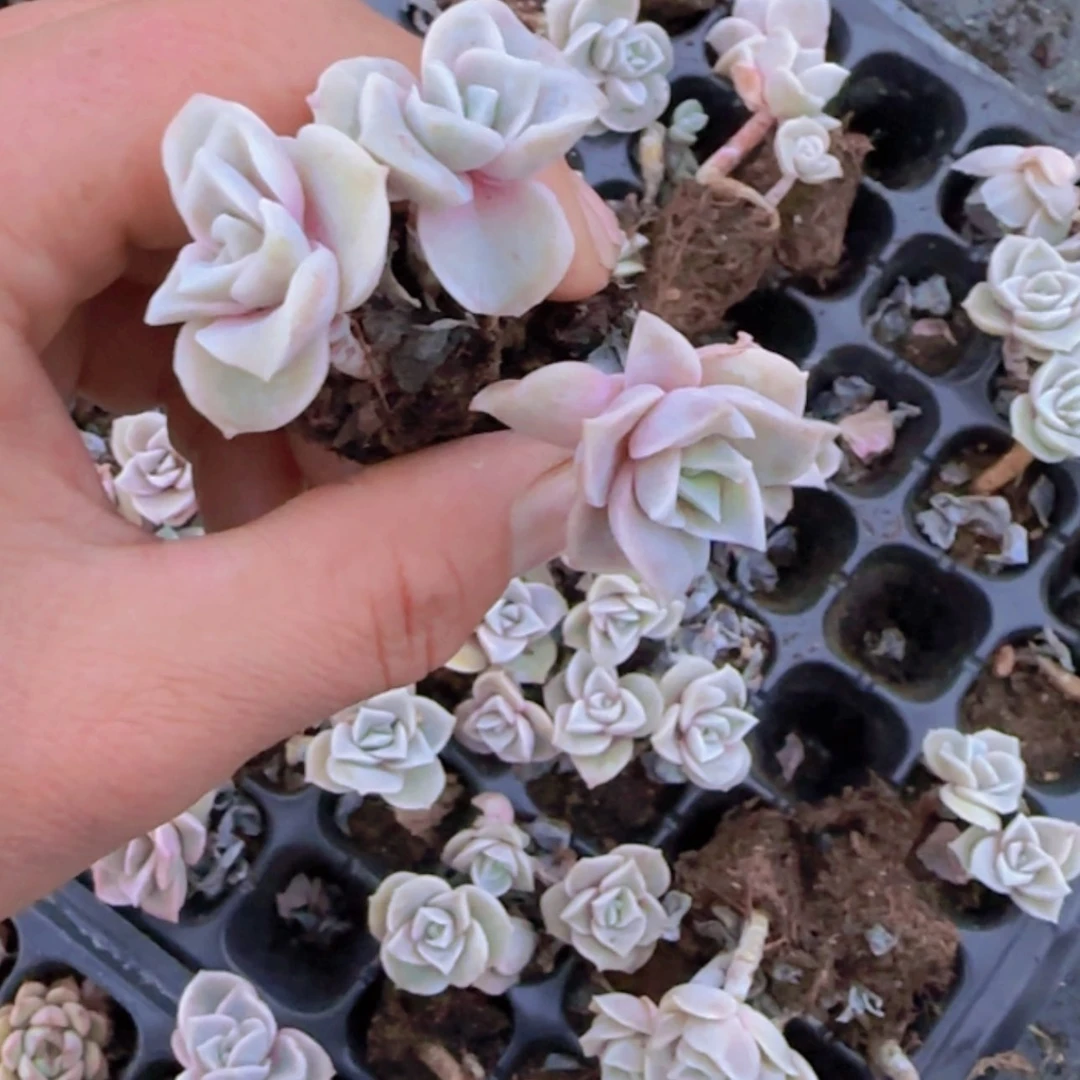 【闪购商品】可爱玫瑰