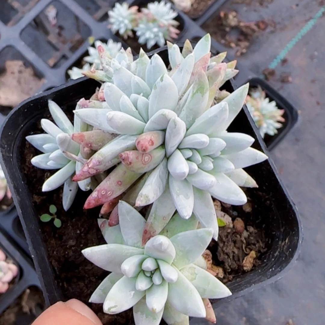 【闪购商品】白菊多肉
