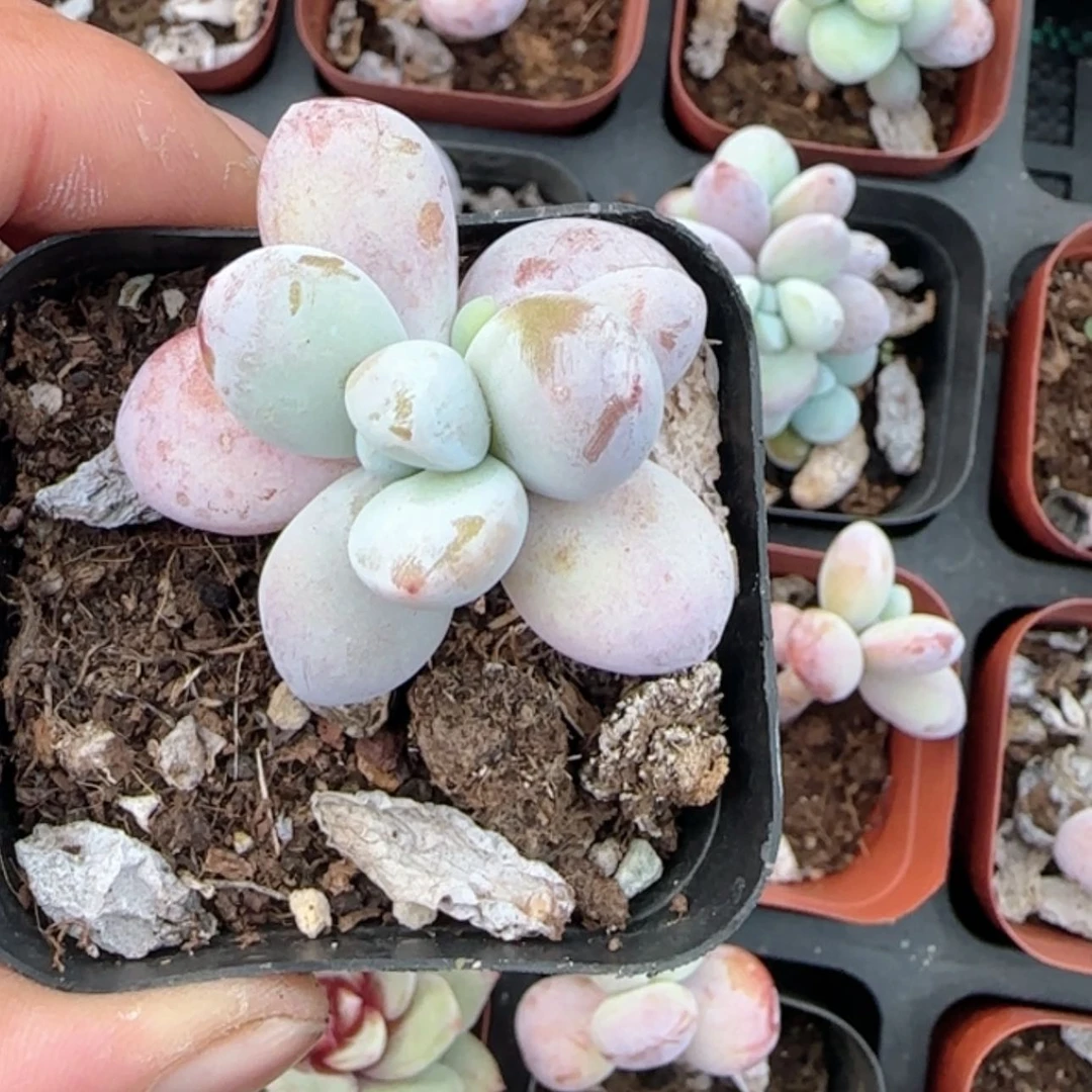 【闪购商品】雪美人