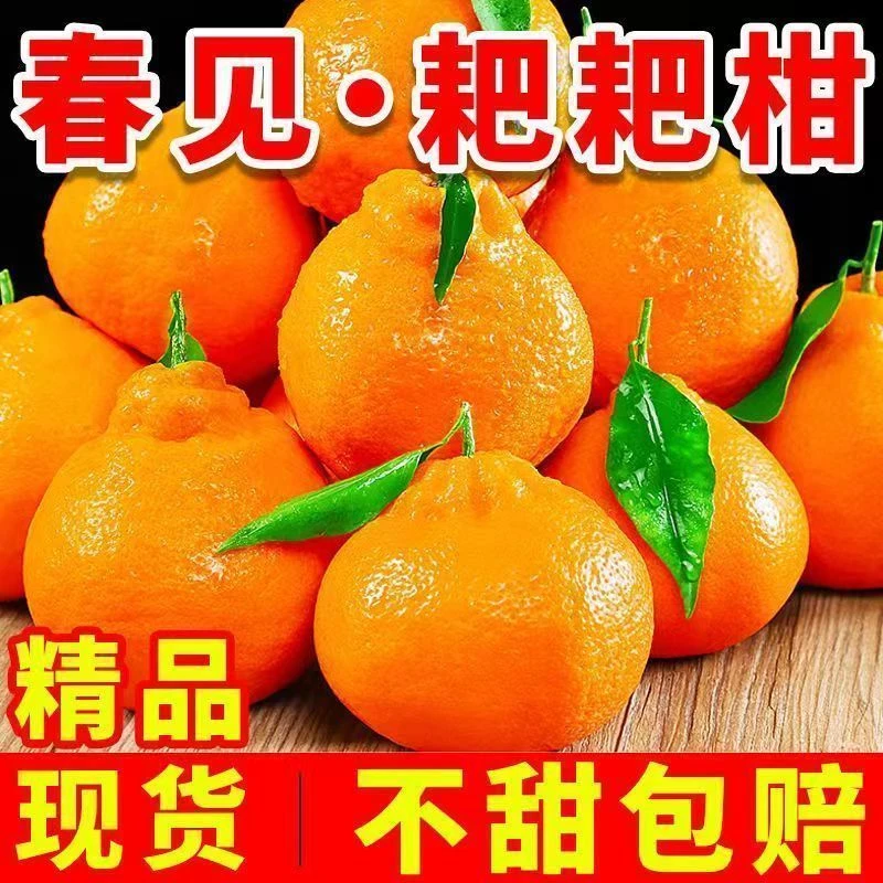 现摘正宗四川春见耙耙柑橘子包邮应季新鲜水果香甜桔子不知火大果