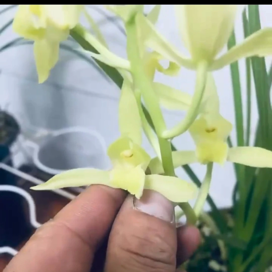 湖北随州蕙兰荷型素