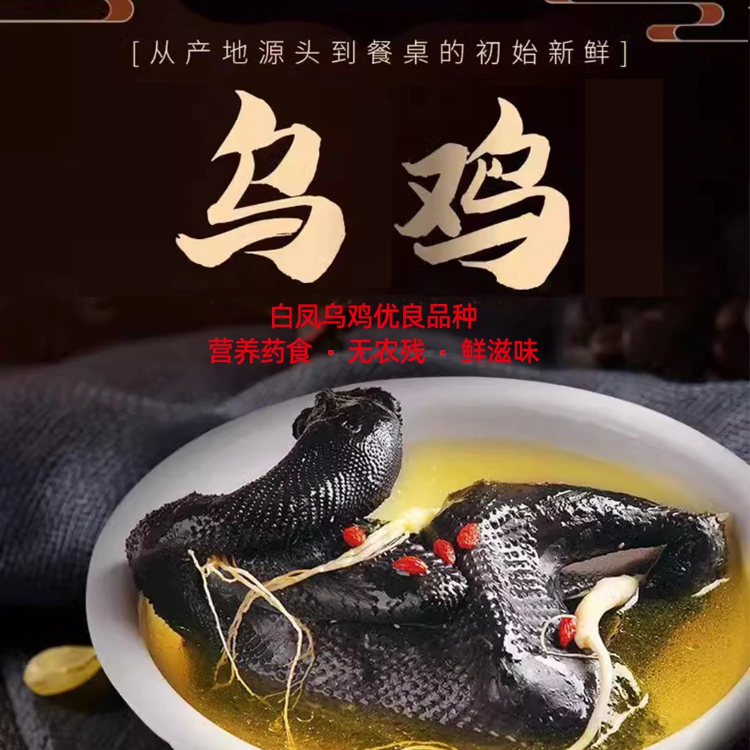 白凤乌鸡/新鲜土鸡/生鲜走地鸡/无药残/2只顺丰包邮乌鸡