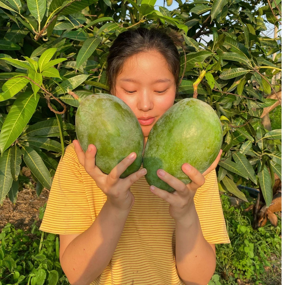 龅牙妹凯特芒果四川攀枝花高山种植汁水充足9斤青皮芒果热带成熟