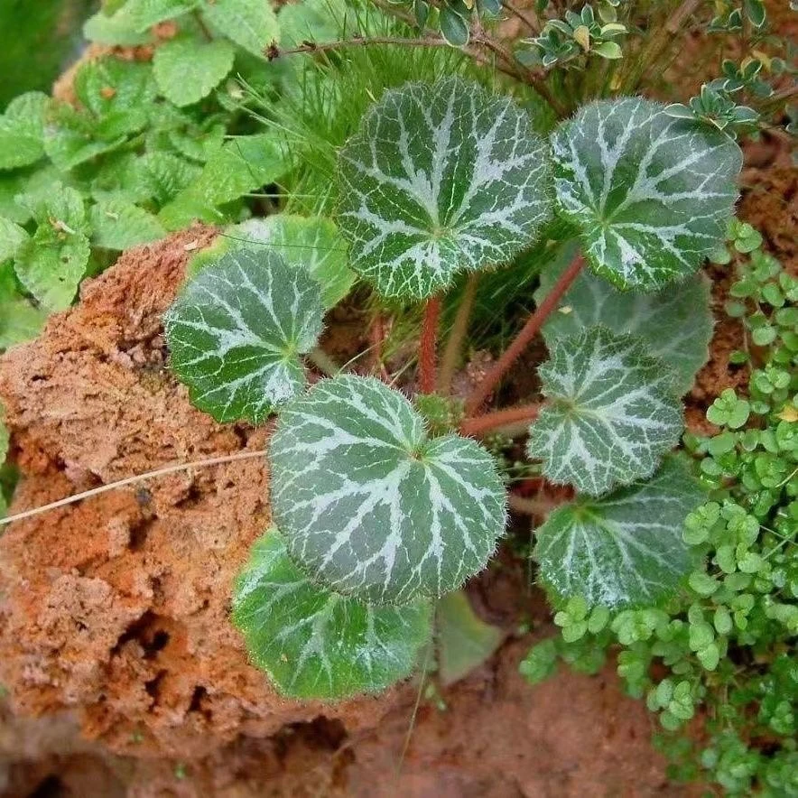 虎耳草新鲜猫耳朵草吊金钱金丝盆栽绿植草虎耳草苗金丝荷叶虎耳草