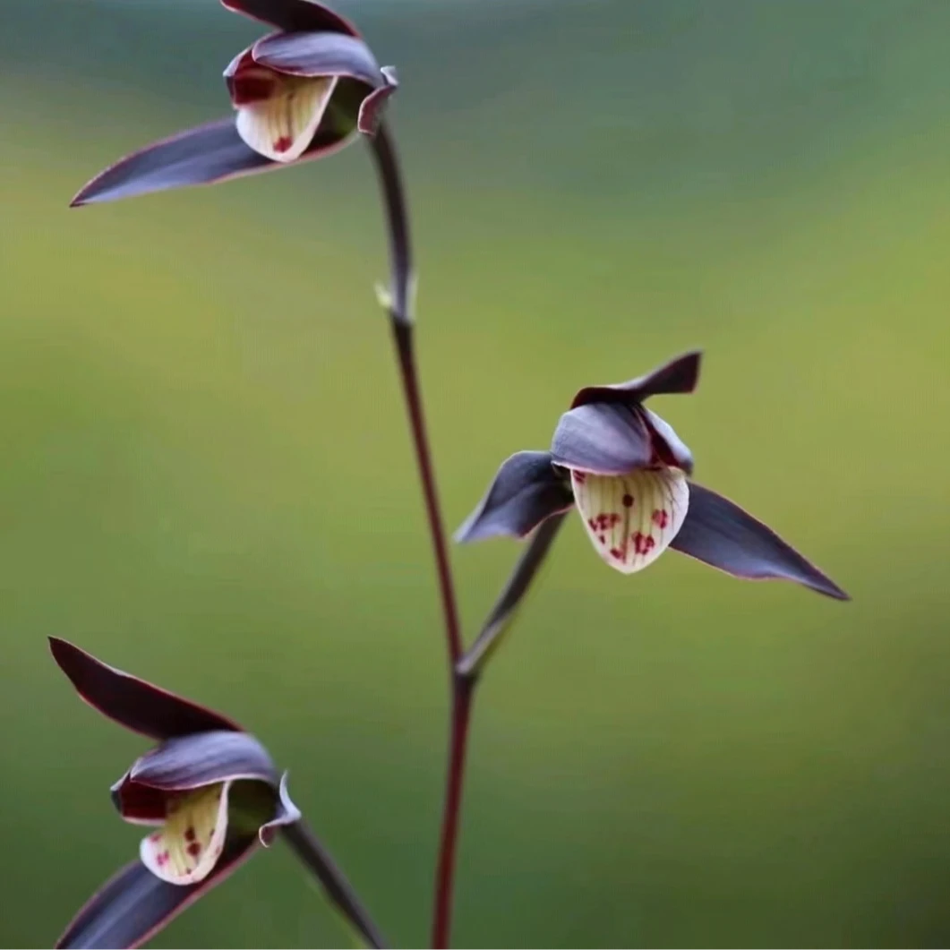 （龙辉花卉）国兰兰花春蕙建墨寒莲