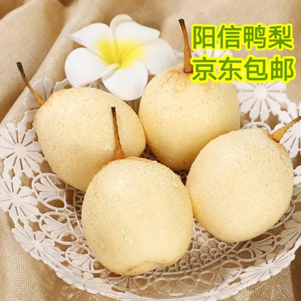 阳信鸭梨中国鸭梨之乡百年梨园酸甜可口清爽解腻果香四溢京东发货