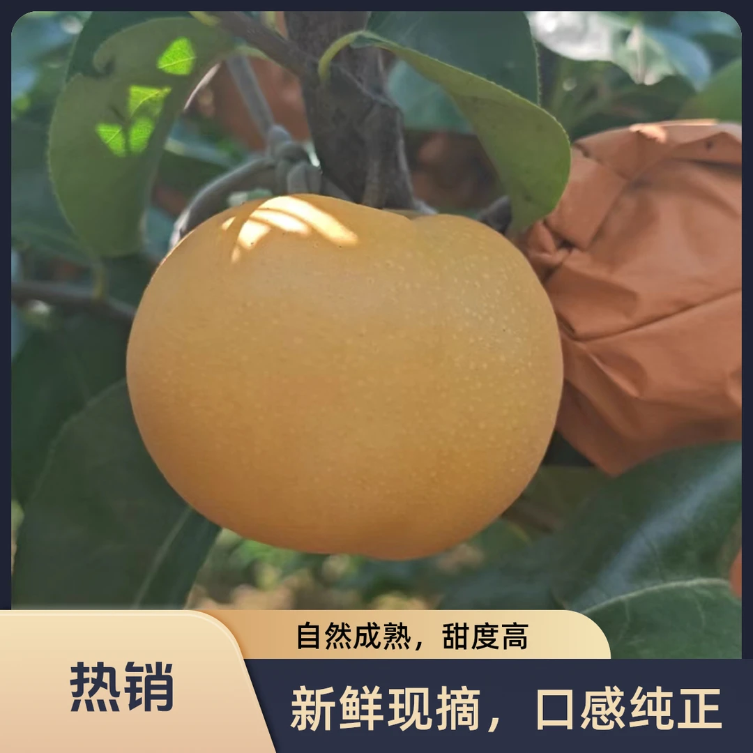 正宗山东秋月梨巨甜多汁果肉细腻入口化渣无膨大剂放心吃