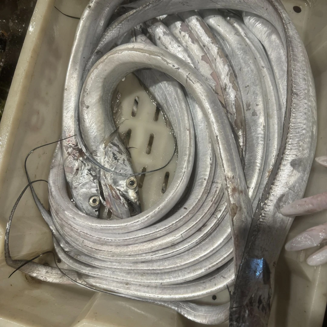 【东海野生大油带鱼5斤】深海海捕顶级油带鱼