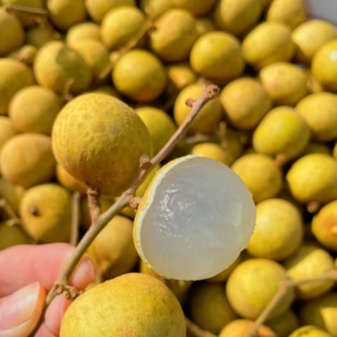 泰国龙眼 9.9/斤