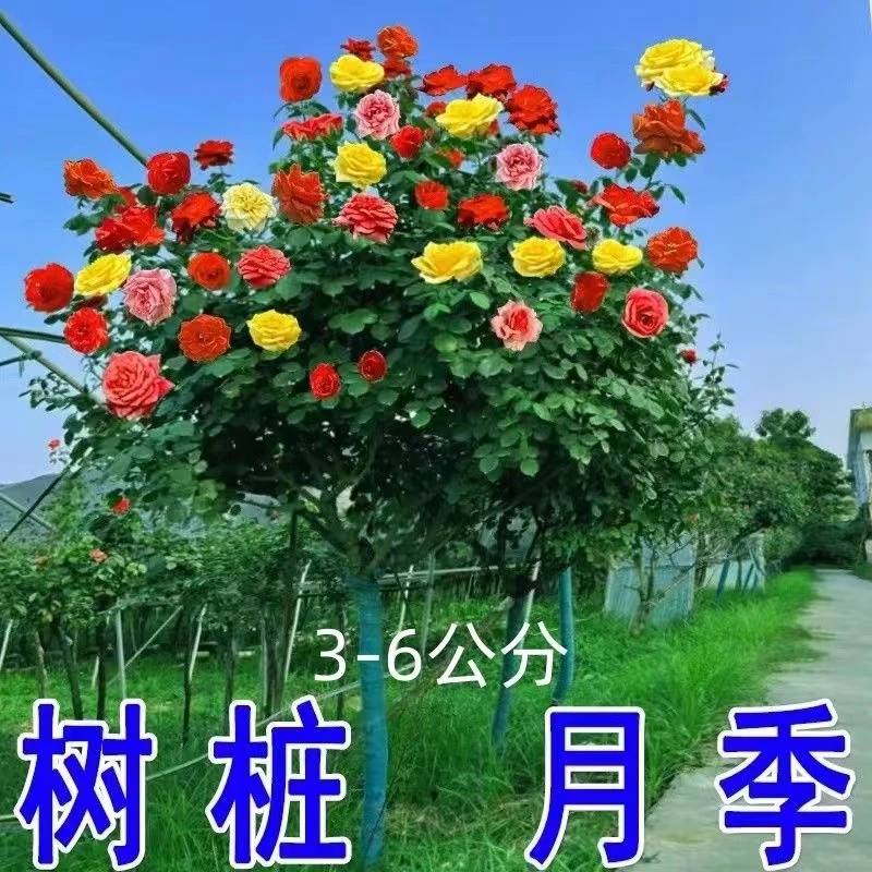三公分花艺落地中国风单只树桩月季绿化苗木别墅种植四季开花