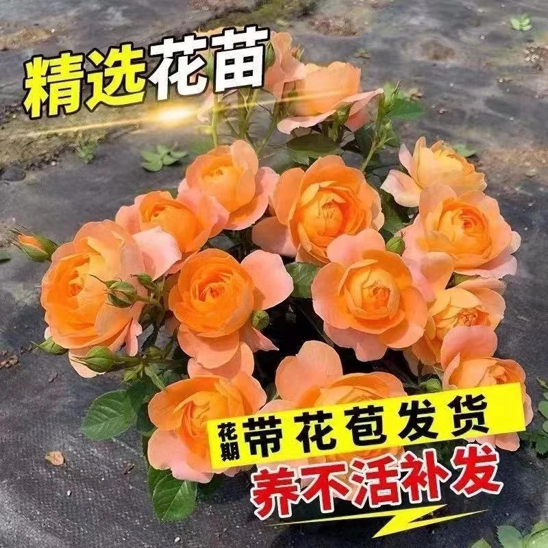 果汁阳台多季开花爆花型果汁阳台大花四季阳台种植