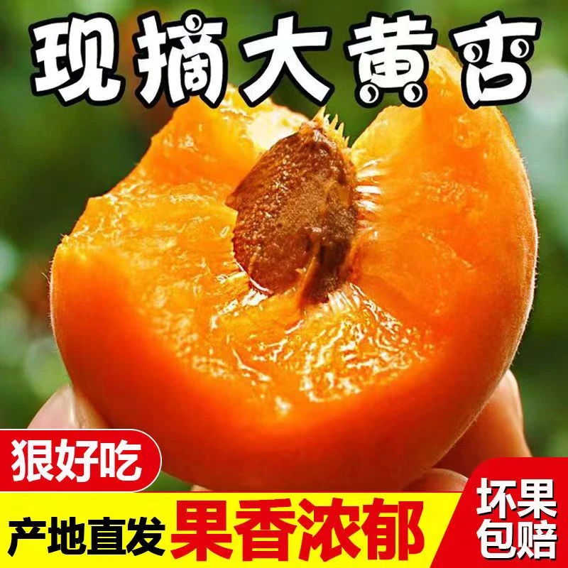【现货】精选金太阳大黄杏新鲜水果杏子孕妇酸甜爽口凯特包邮