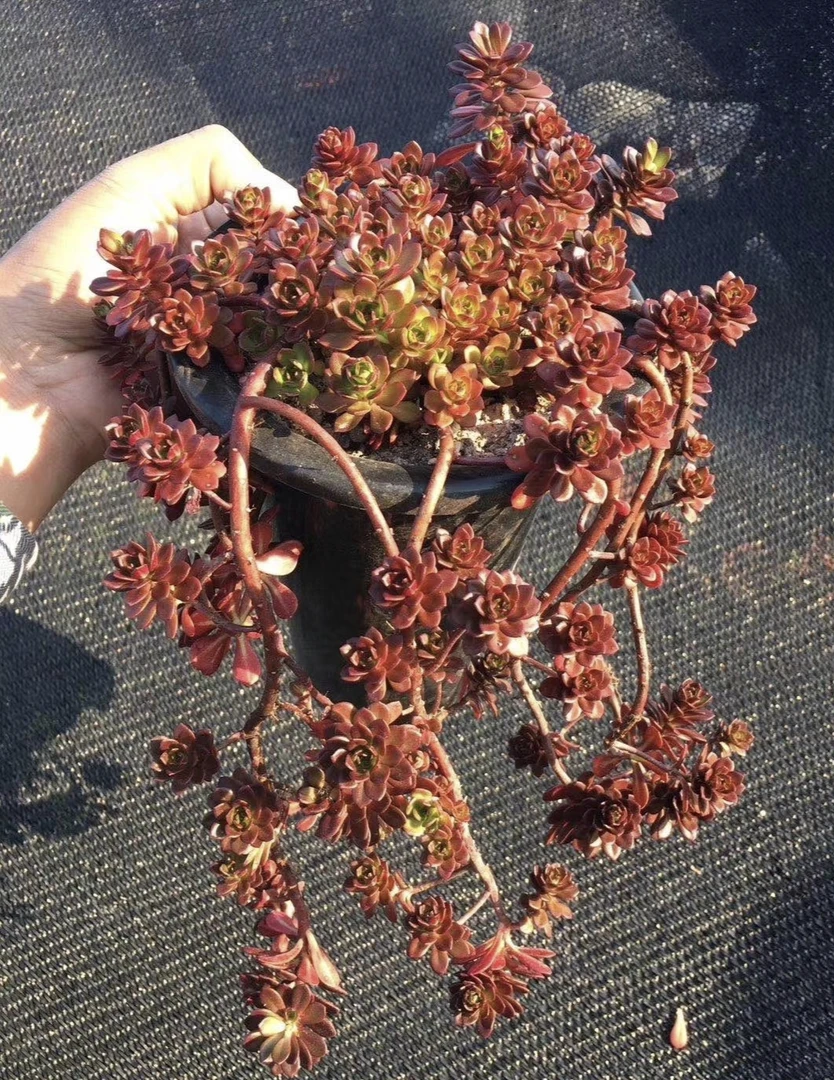 火焰景天红叶景天火炬群橙梦露白雀扇白凤多肉植物盆栽
