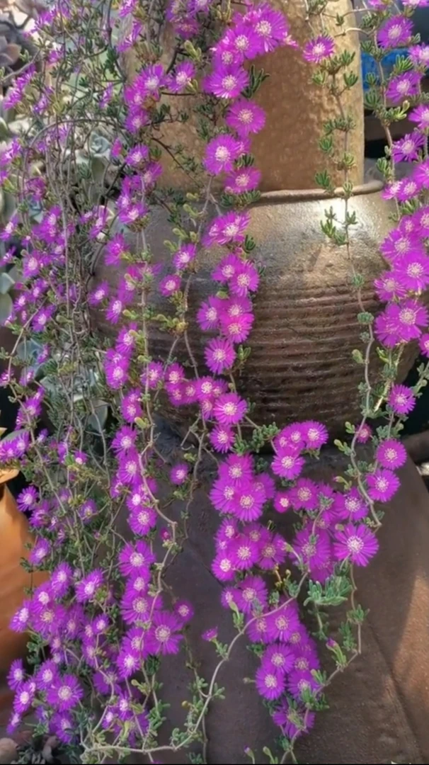 网红多肉枝干番杏植物栽培春季枝干番杏悬崖桩瀑布桩冰晶感十足