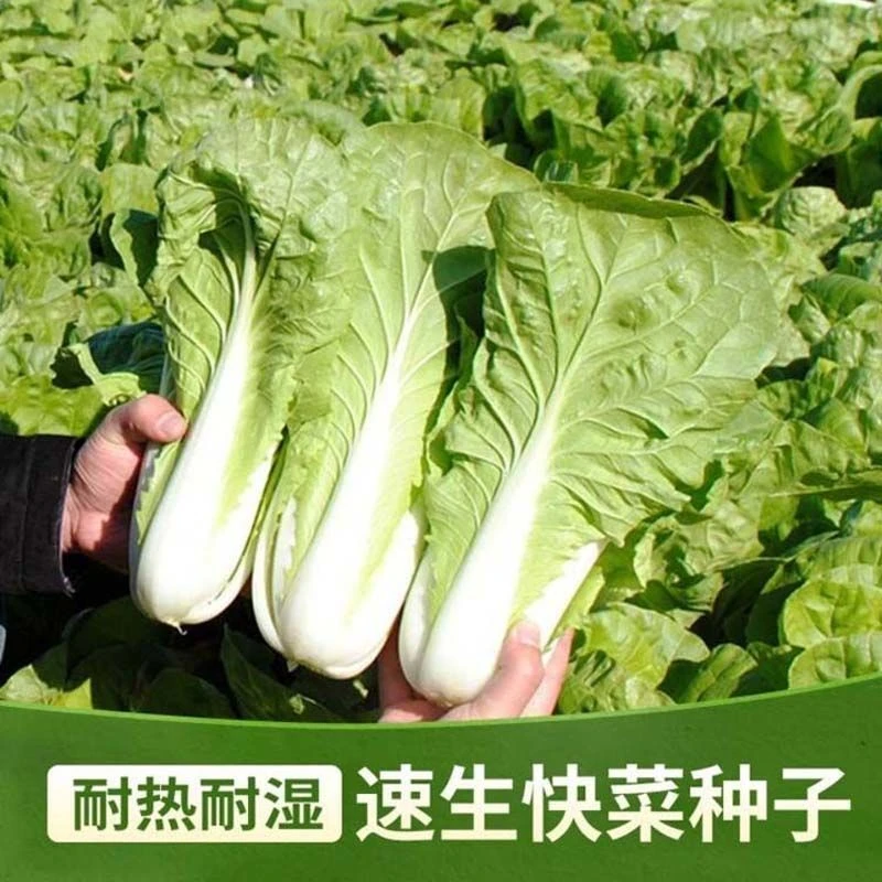 【奶油快菜种子】四季速生耐热耐湿蔬菜菜籽易种阳台
