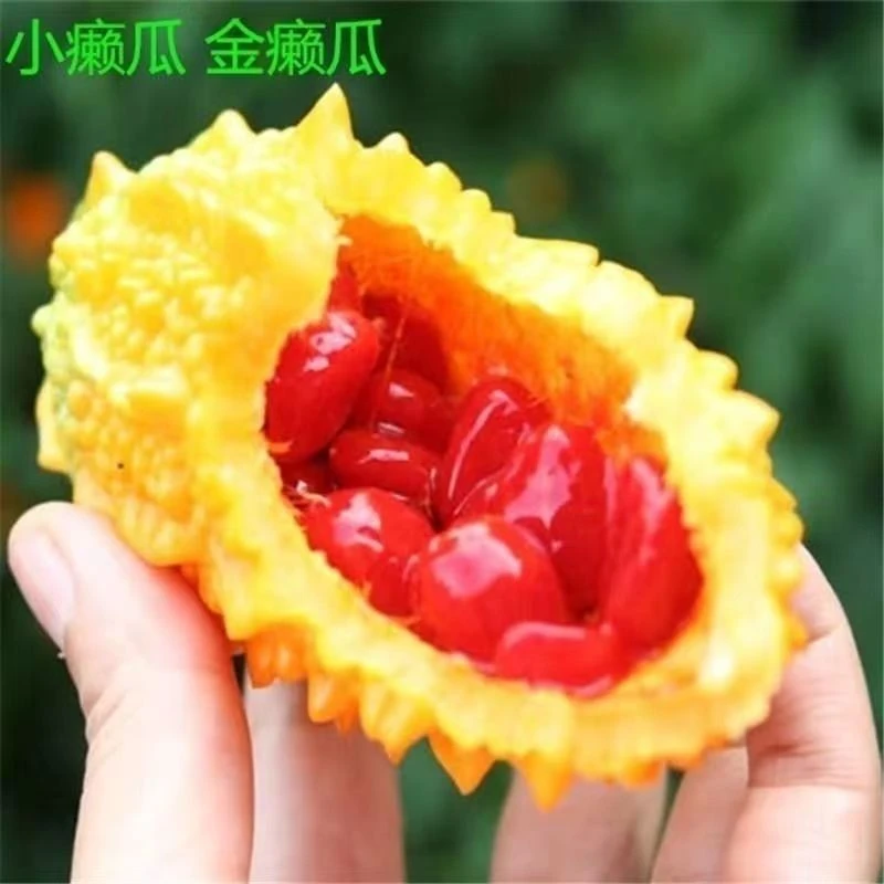 【金癞瓜苦瓜种子】高产小水果蔬菜葡萄种子苦瓜藤赖爬金癞瓜