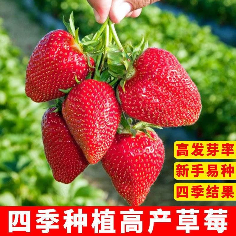 【草莓种子】四季结果南北可种阳台庭院蔬菜盆栽水果大果易爆盆