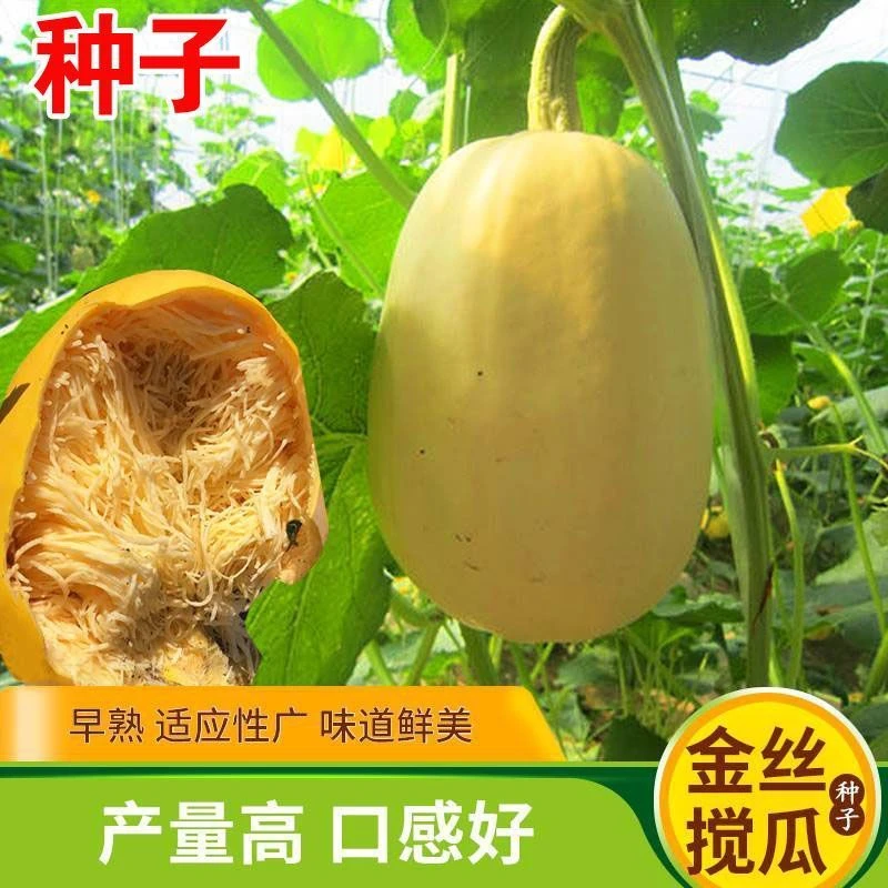 【金丝搅瓜种子】优质四季蔬菜种子南瓜金丝瓜营养丰富好吃