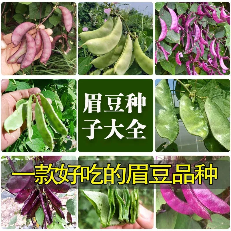 【眉豆种子】扁豆荷兰豆四季豆农家小院豆青高产豆角蔬菜种子